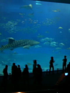 c0082567_092493.jpg