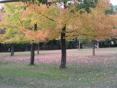 c0117570_1755994.jpg