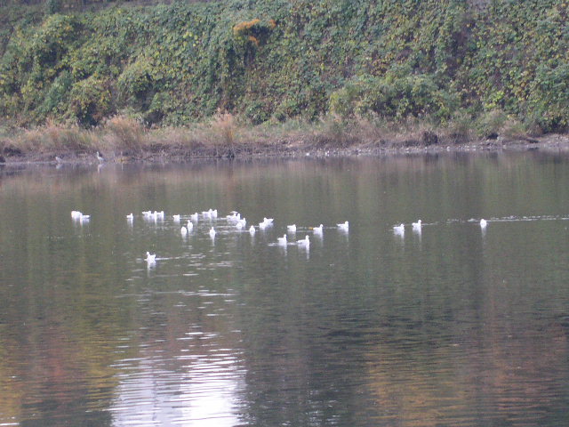c0152507_11473318.jpg
