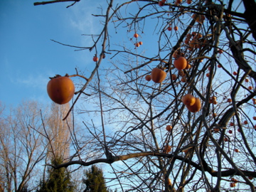 f0173324_1945993.jpg