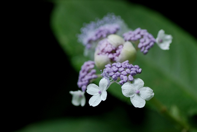 c0027027_15282352.jpg