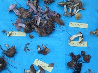 f0169942_11315930.jpg