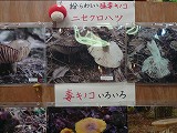 f0169942_20225731.jpg