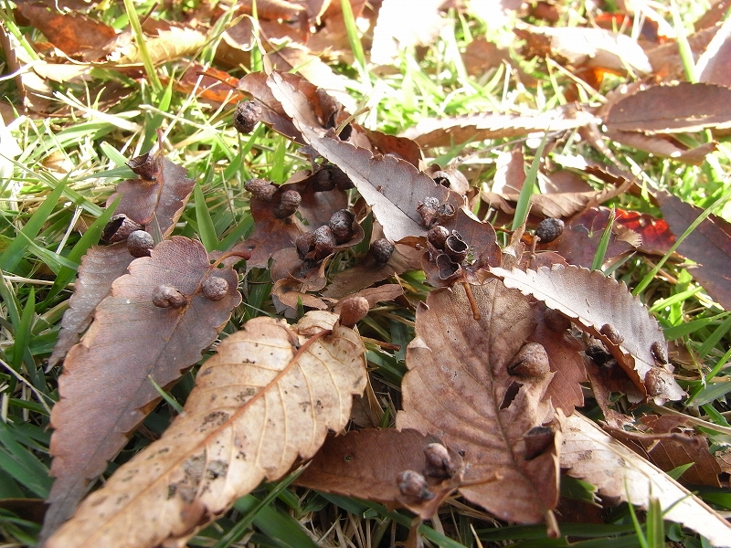 c0142963_15192275.jpg
