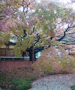 e0002676_18165953.gif