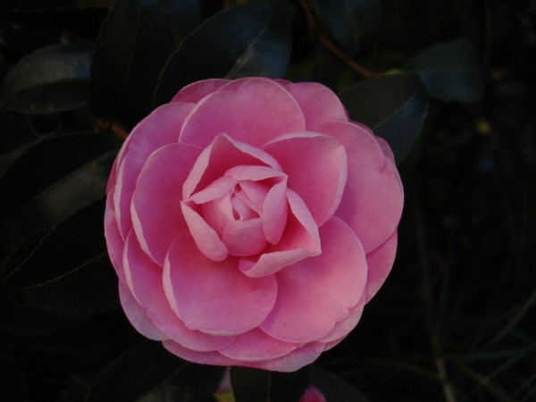 f0165677_18431010.jpg
