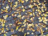 c0025481_0543389.jpg