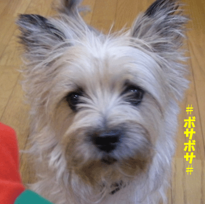 e0066883_0264737.gif