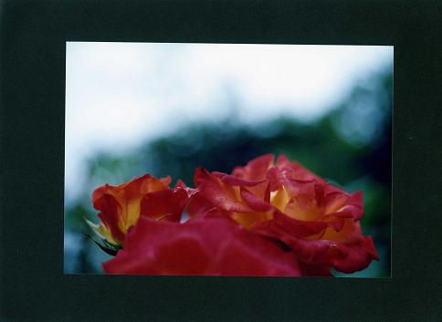 c0046587_8152112.jpg