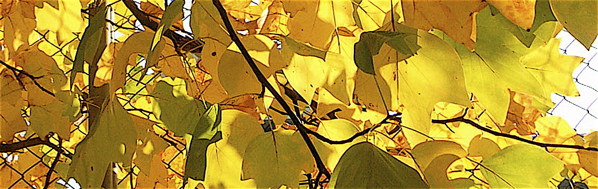 c0015099_14111427.jpg