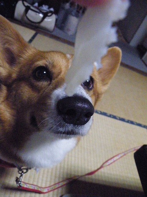 c0127617_1437255.jpg