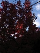 b0062019_12593188.jpg
