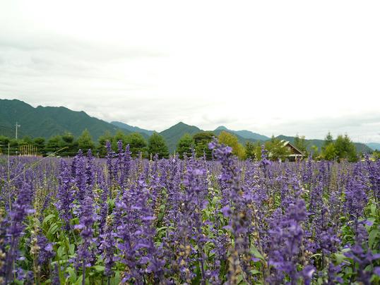 f0090125_04651.jpg