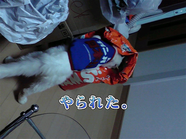 a0090729_3415142.jpg