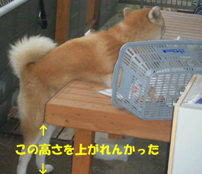 f0008935_13574076.gif