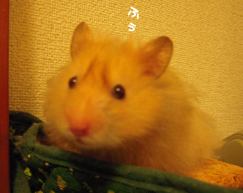 c0160473_1139298.jpg