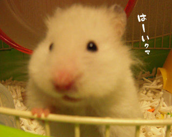 c0160473_11451517.jpg
