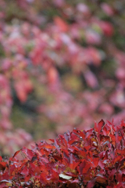 d0133693_1852480.jpg