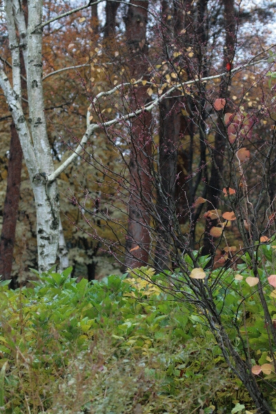 d0133693_1861812.jpg