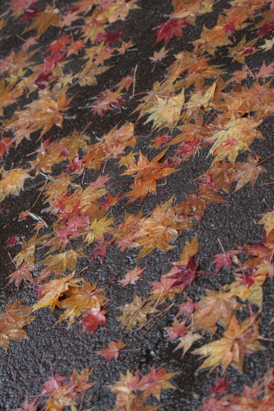 d0133693_1864170.jpg