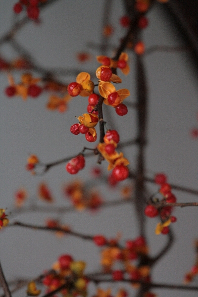 d0133693_9103750.jpg
