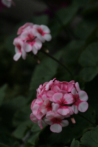 d0133693_9115580.jpg