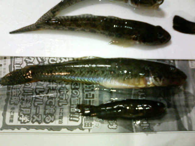e0021494_07172.jpg