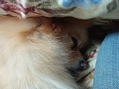 b0075318_18141236.gif