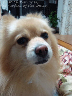 b0075318_1893155.gif