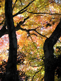 b0080027_1528683.jpg