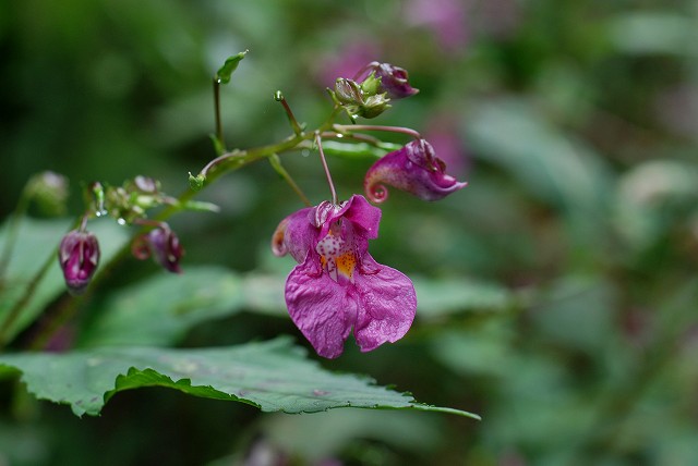 c0027027_2394729.jpg