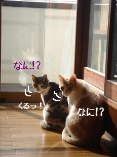 f0131535_1743287.jpg