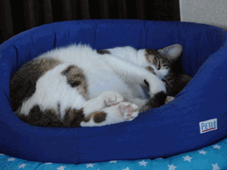 c0136736_181846100.gif