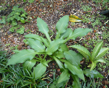 c0052470_14183439.jpg