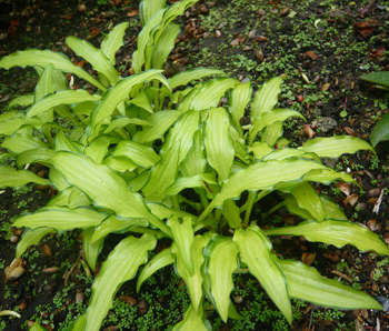 c0052470_1420944.jpg