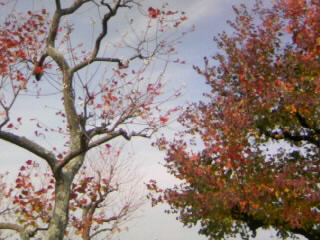 c0140516_16355416.jpg