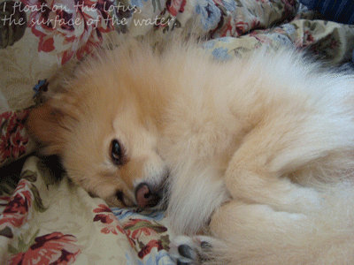 b0075318_1434513.gif