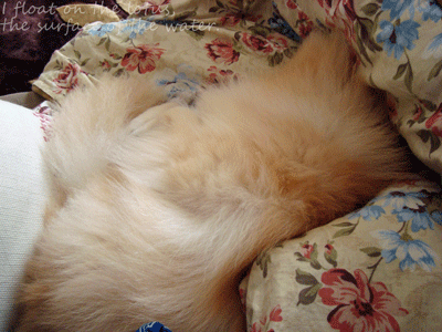 b0075318_1441986.gif