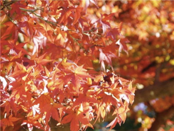 c0118237_4381371.jpg