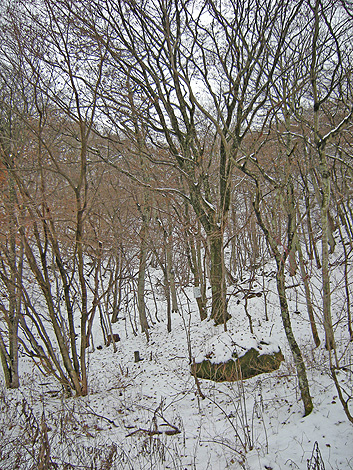 a0001354_18573261.jpg