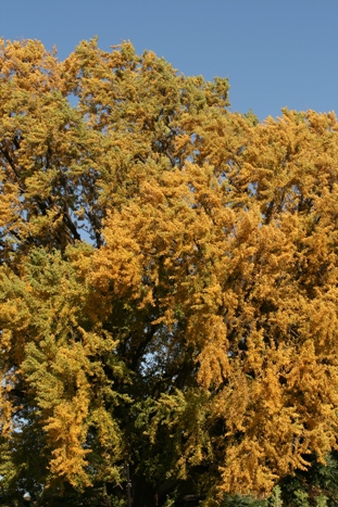 b0138661_18393145.jpg