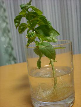 e0023471_20353212.jpg
