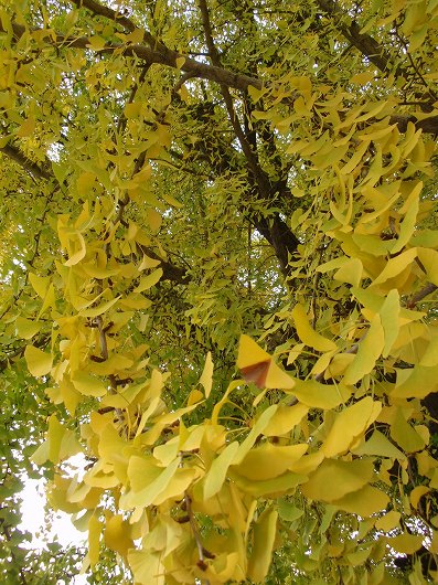 c0105785_1720040.jpg