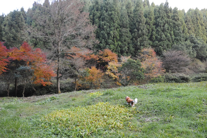 f0112087_1734564.jpg
