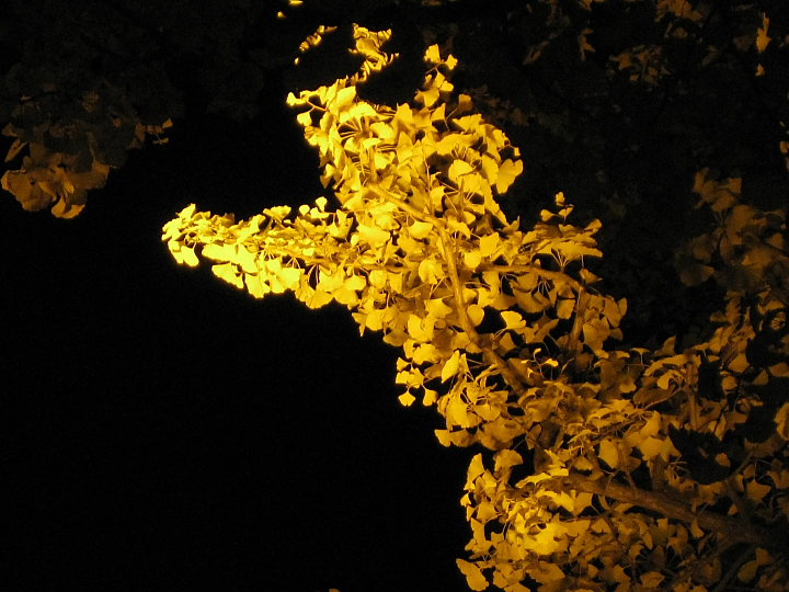 f0164989_2339624.jpg