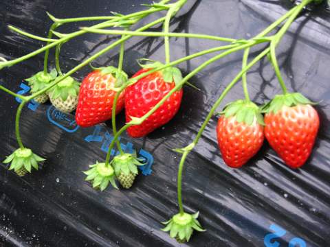 c0106491_0492530.jpg