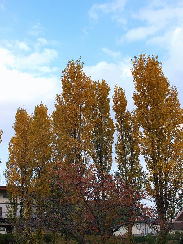 b0138101_8255794.jpg