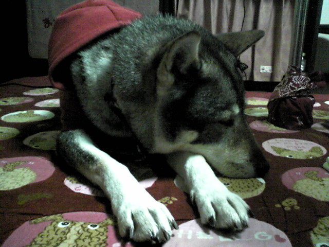 f0079202_21285826.jpg