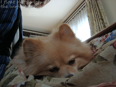 b0075318_20494779.gif
