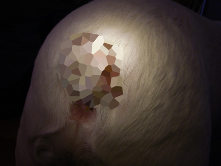 e0008833_1381366.jpg